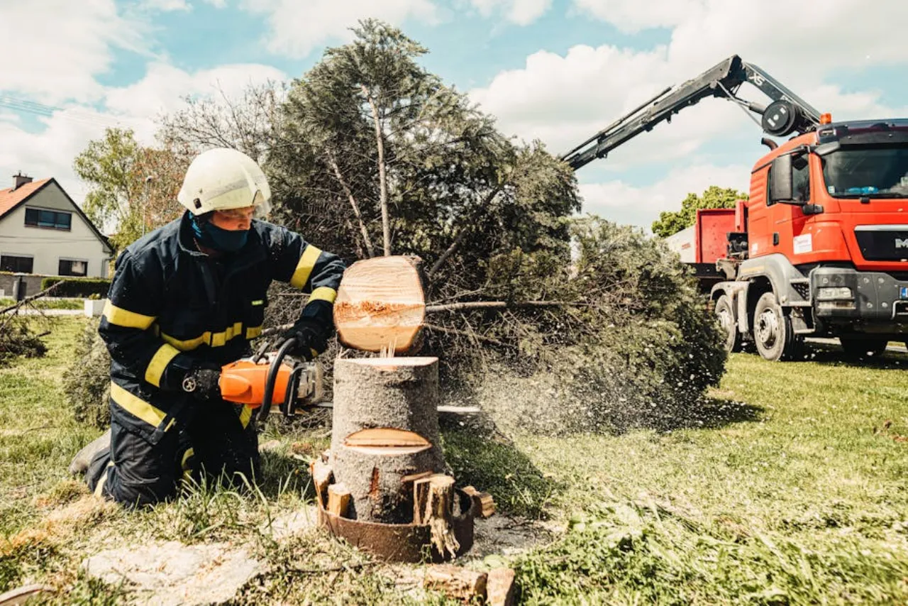 Bomen Planten voor een Duurzame Toekomst