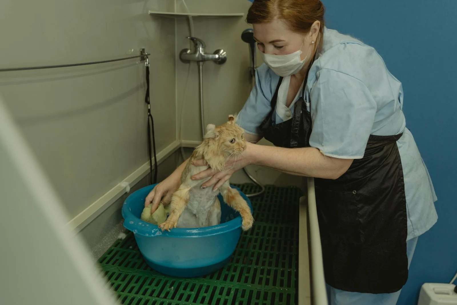 Dieren EHBO