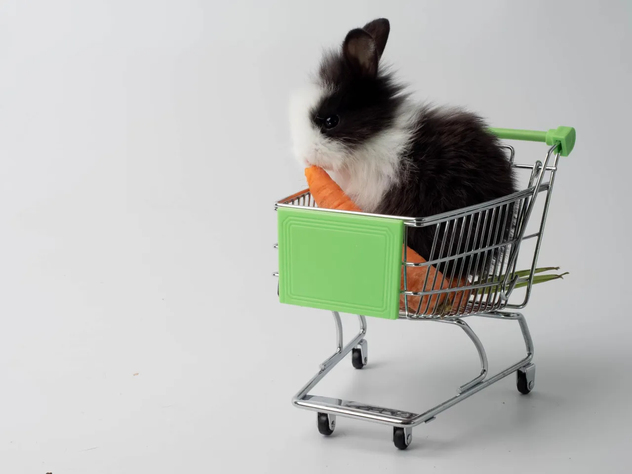 Wat moet je doen bij verwarmingstoestel dier?