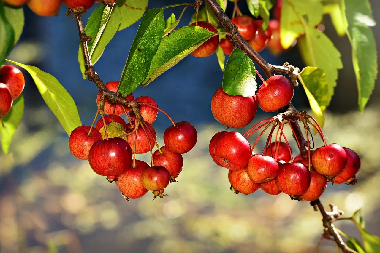 Tuin diensten