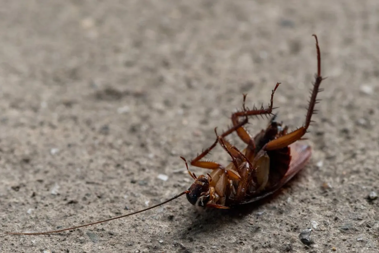 De voordelen van professionele Insectenbestrijding